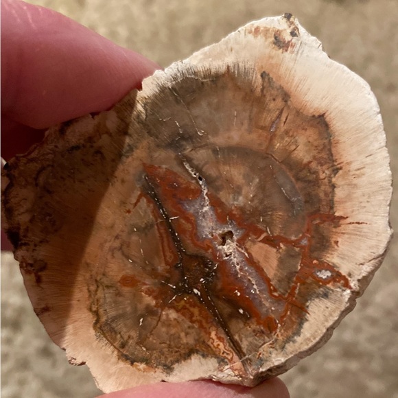 Petrified Wood Slice - Picture 11 of 11
